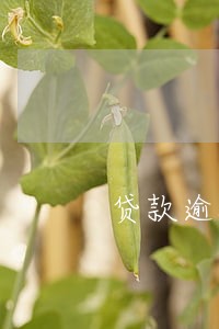 贷款逾期 银行会自动扣吗 贷款逾期 银行会自动扣吗